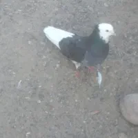 پنج تا کبوتر پرش سنگین