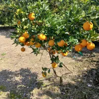 نهال پرتقال