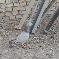 مسافتی گرفتنی