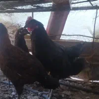 مرغ خروس معاوضه با سهره  عروس هلندی