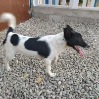 سگ پاکوتاه|سگ|مرند, |دیوار