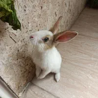 خرگوش ناز