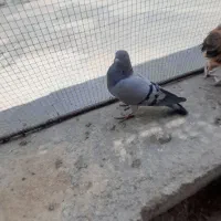 کبوتر|پرنده|جم, |دیوار