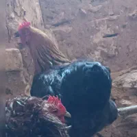 مرغ تخمی  سیاه کله زیرگی