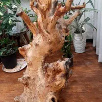تنه درخت|صنایع دستی و سایر لوازم تزئینی|کرج, گلشهر|دیوار