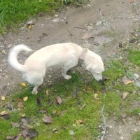 سگ اشپیتز ماده|سگ|ایزدشهر, |دیوار