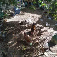 فروش مرغ نزدیک تخم گذاری وخروس