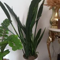 تعدادی گل طبیعی|گل و گیاه طبیعی|قم, بلوار امین و ساحلی|دیوار