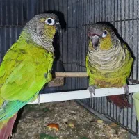 گرینچیک نروماده