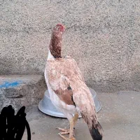 تخم اوشامو|حیوانات مزرعه|کرمانشاه, |دیوار