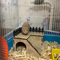 دو تا  همستر نژاد دار نر