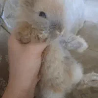 خرگوش لوپ دورگه|موش و خرگوش|فولادشهر, C4|دیوار