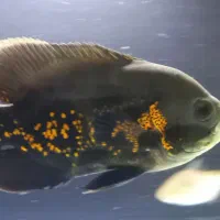 ماهی مانستر