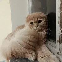 گربه|گربه|خلخال, |دیوار