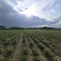 هفت هزار متر زمین باغی/ رشت به فومن/ اینده دار