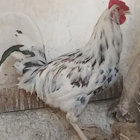 خوروس گلین