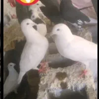 کفتر سفید و طوقی