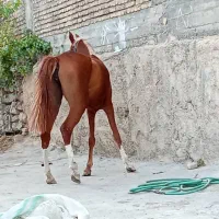 اسب، کره مادیان|اسب و تجهیزات اسب‌سواری|مسجد سلیمان, |دیوار