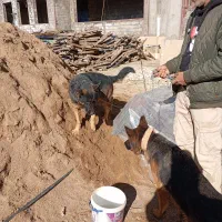 سگ ژرمن|سگ|اصفهان, توپخانه ارتش|دیوار