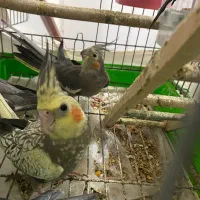 جوجه عروس سه ماهه و یک ماهه