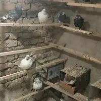 کبوتر پرشی هم جوجه هم بالغ