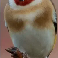 معاوضه با ملنگو