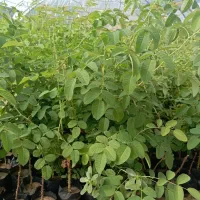 فروش نهال انگور ،یاس،گل محمدی و..|خدمات باغبانی و درختکاری|تربت‌حیدریه, چهارراه خواف|دیوار