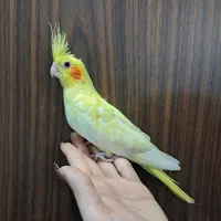 جوجه عروس هلندی لوتینو زعفرانی سرلاکی و دستی