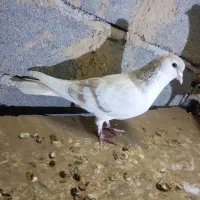 کفترساده لای|پرنده|شیروان (خراسان), |دیوار