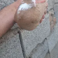ساری عرب مایا