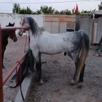 اسب عرب|اسب و تجهیزات اسبسواری|میاندوآب, |دیوار