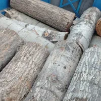 خرید درخت و چوب بام با قیمت بالا و هرسکاری|خدمات باغبانی و درختکاری|تبریز, |دیوار