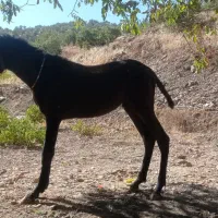 اسب ۱۰ماه بدونه مشکل