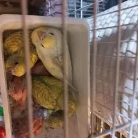 مرغ عشق و عروس هلندی مولد