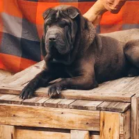 نژاد سگ چاینیز شار پعی Sharpei خارجی وارداتی کمیاب