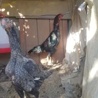 مرغ وخروس لاری اوشامو افغان|حیوانات مزرعه|کوهسار (البرز), |دیوار