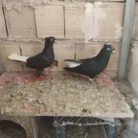 زاغ دم سفید