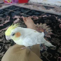 فروش عروس هلندی