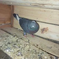 کبوتر|پرنده|حاجی آباد, |دیوار