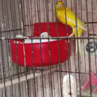 جفت قناری یکسر با تخم