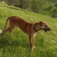 سگ باکسر