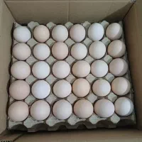 فروش تخم مرغ محلی