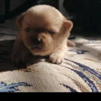 پارک سگ جنس استیل