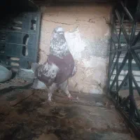 کبوتر نر کاشونی