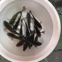 ماهی کپورسیاه (چرمی)و کوی موجود است