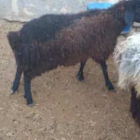 بره نر|حیوانات مزرعه|ساوه, |دیوار