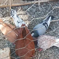 5تا گرفتنی