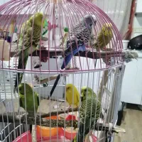سه جفت مرغ عشق|پرنده|رودهن, |دیوار