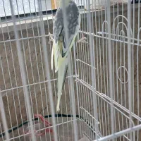 عروس هلندی
