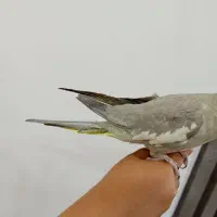 فروش عروس هلندی ماده سرحال با قفس